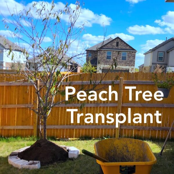 When to Transplant a Peach Tree