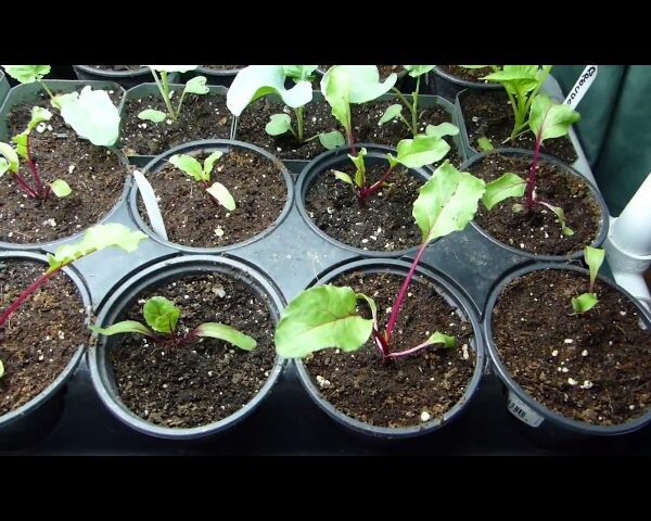 When to Transplant Beets