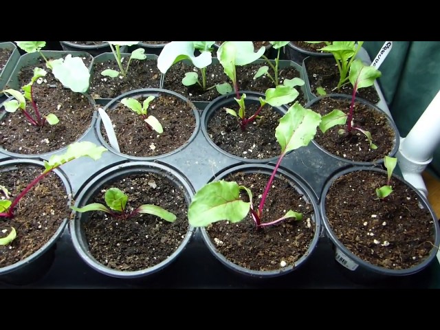 When to Transplant Beets