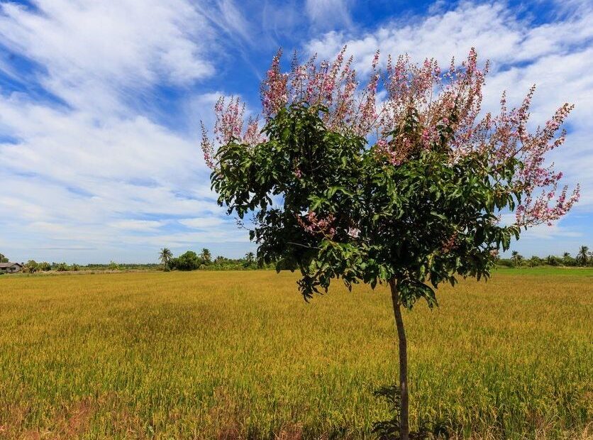 When to Transplant Crepe Myrtle