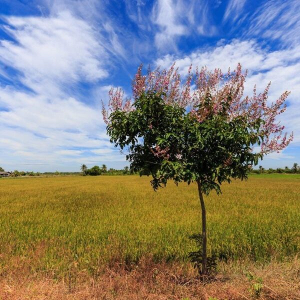 When to Transplant Crepe Myrtles