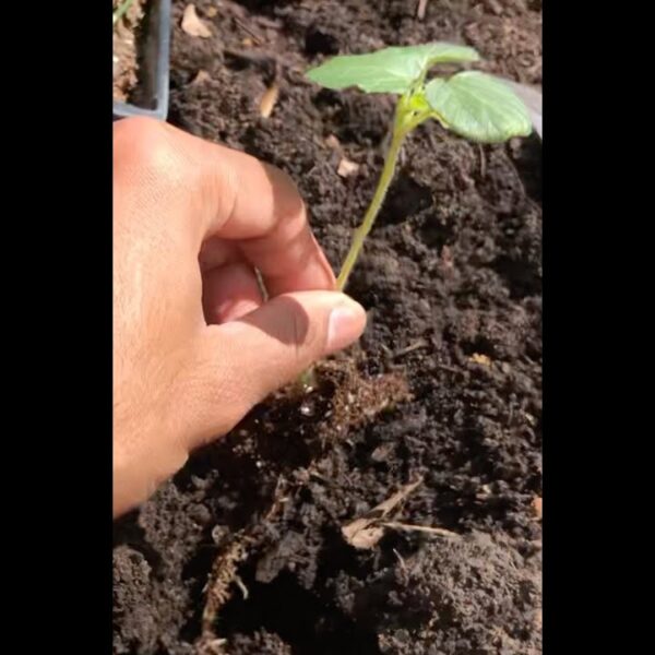 When to Transplant Okra Seedlings