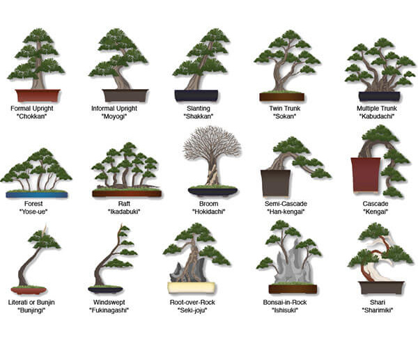 Which Bonsai Tree Do I Have