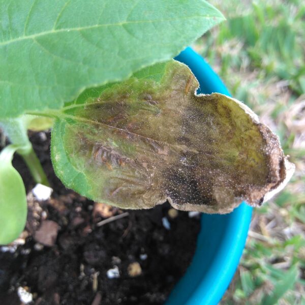 Why Are My Sunflower Leaves Turning Brown and Dying