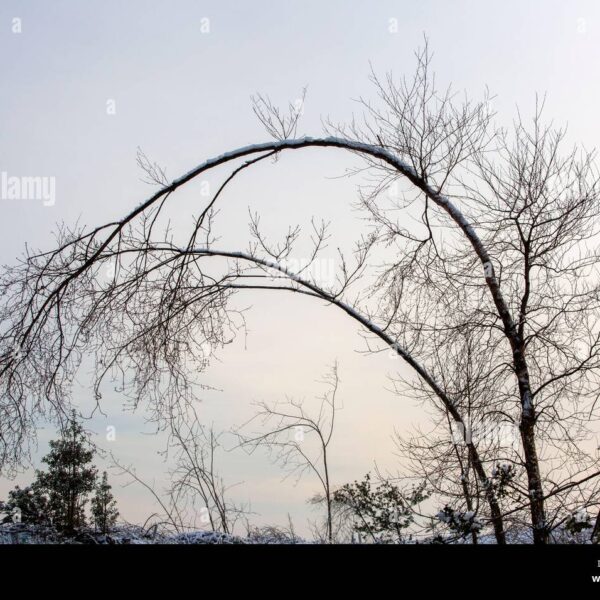 Why Do Birch Trees Bend Over