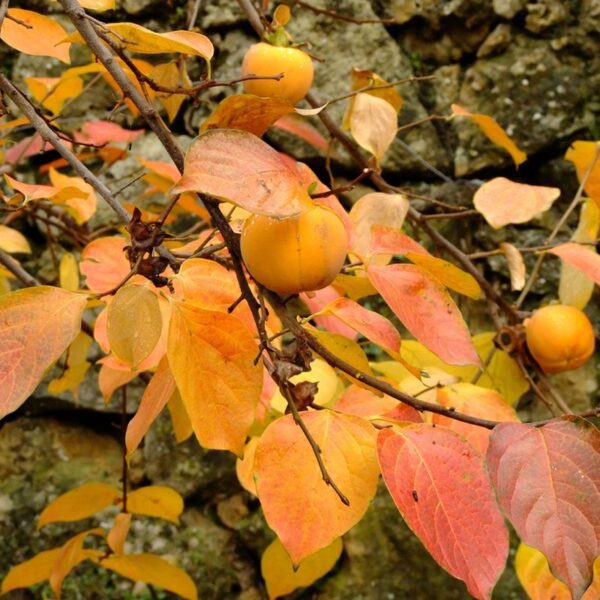 Why Do Persimmons Fall off the Tree
