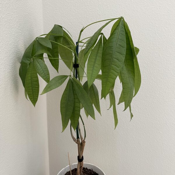 Why is My Money Tree Leaves Drooping