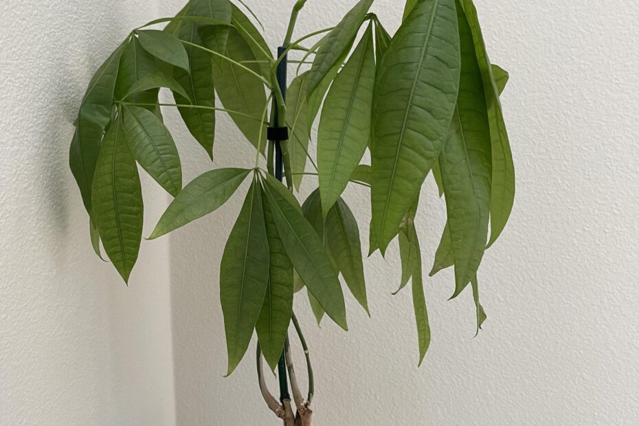 Why is My Money Tree Leaves Drooping