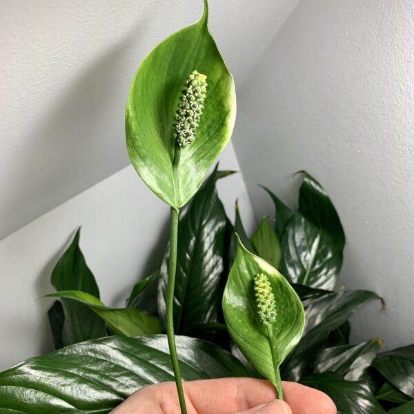 Why is My Peace Lily Flower Turning Green
