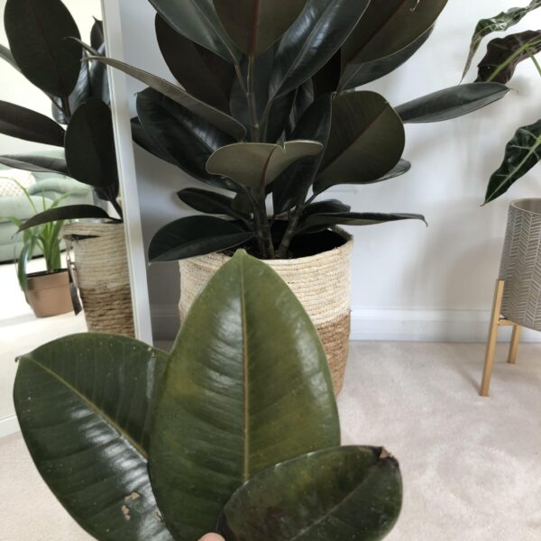 Why is My Rubber Plant Dropping Healthy Leaves