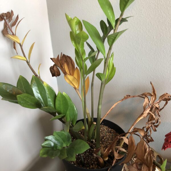 Why is My Zz Plant Turning Brown