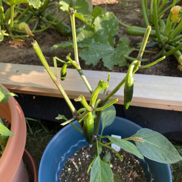 Will Deer Eat Jalapeno Plants