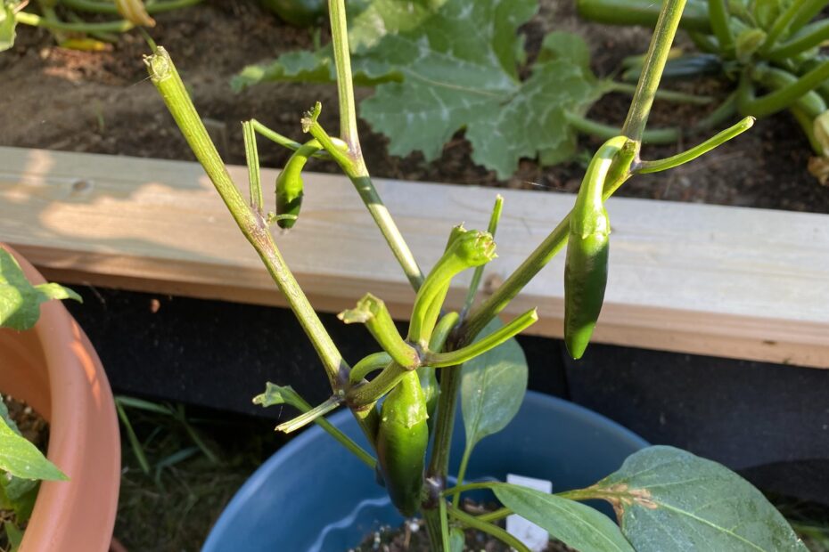 Will Deer Eat Jalapeno Plants