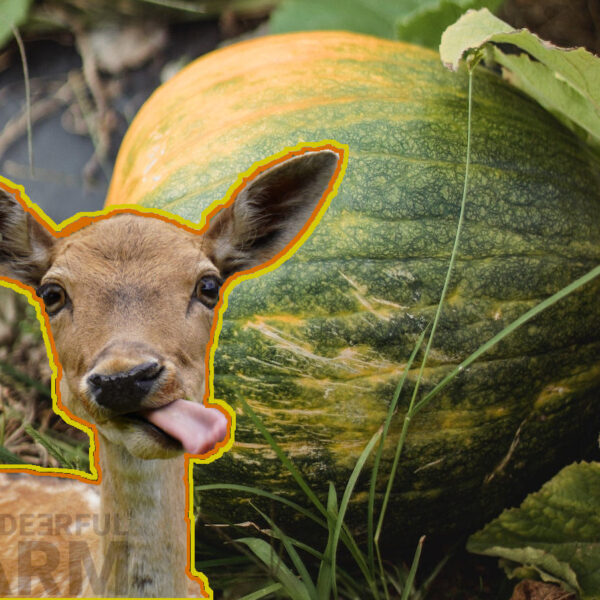 Will Deer Eat Pumpkin Plants