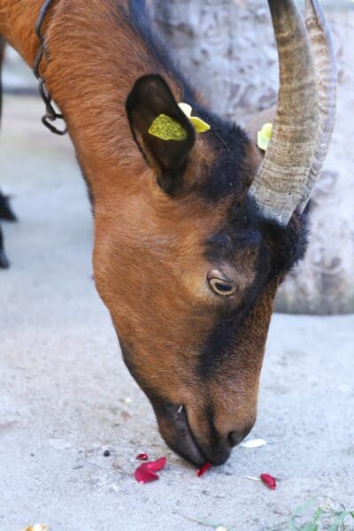 Can Goats Eat Rose Bushes