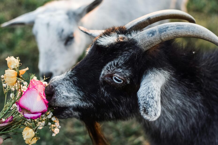 Can Goats Eat Roses