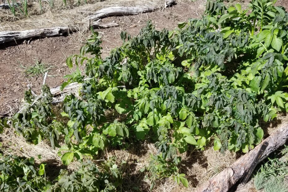 Can Potato Plants Survive Frost