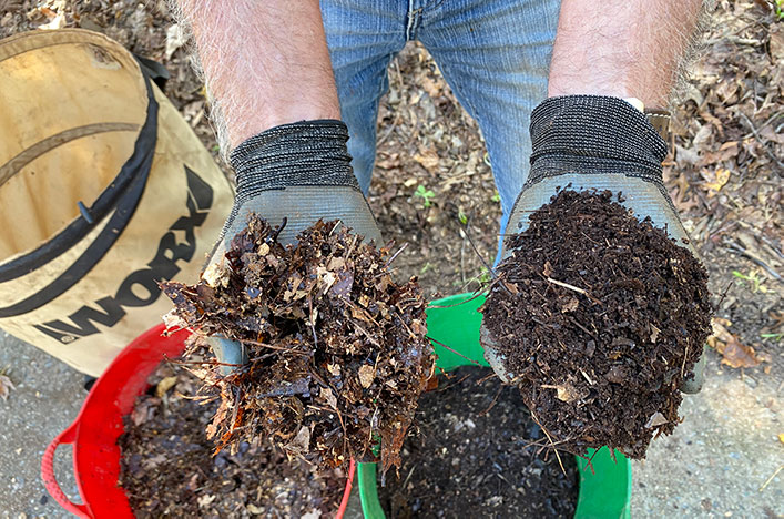 Can You Mulch Wet Leaves