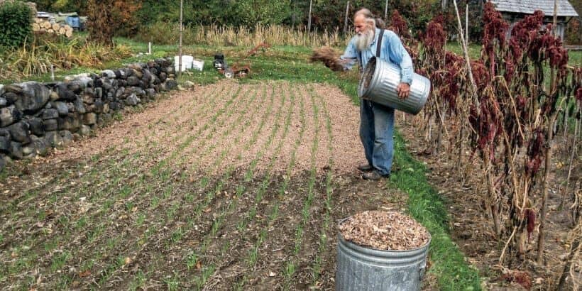 Can You Mulch Wet Leaves