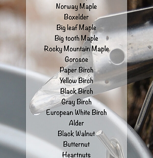 Can You Tap Oak Trees for Syrup