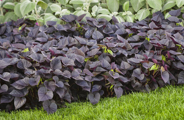 Do Deer Eat Sweet Potato Plants