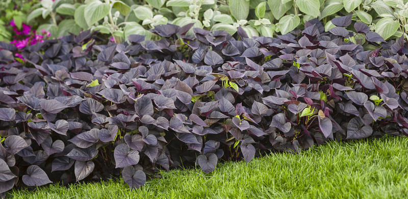 Do Deer Eat Sweet Potato Plants