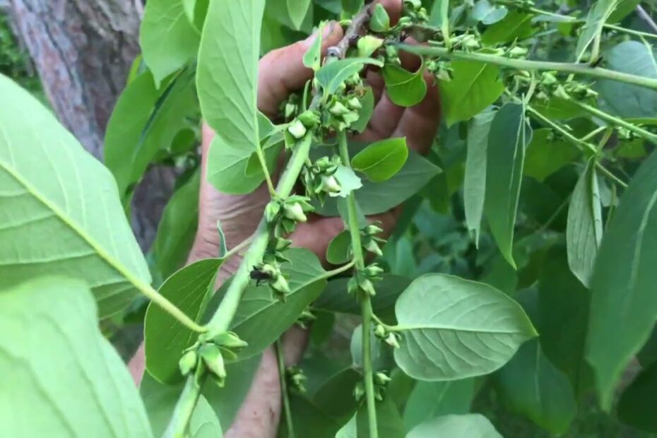 Do Persimmon Trees Need a Pollinator