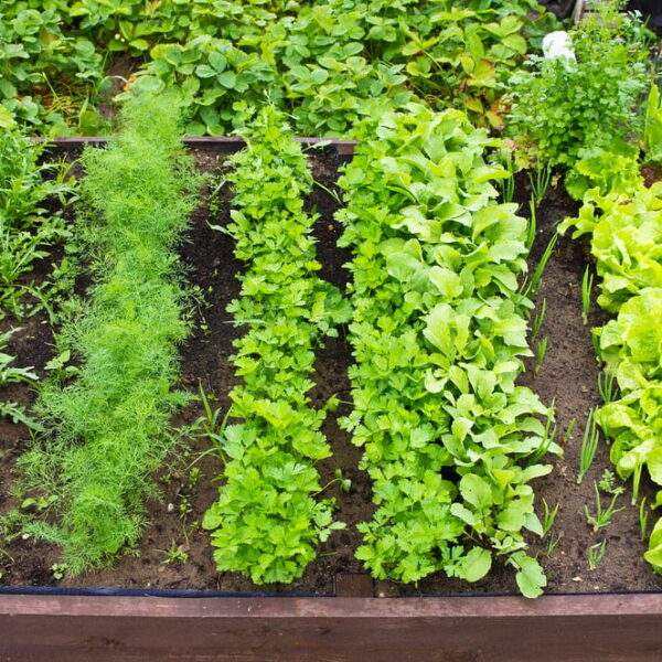 How Far Apart Should Incompatible Plants Be Planted