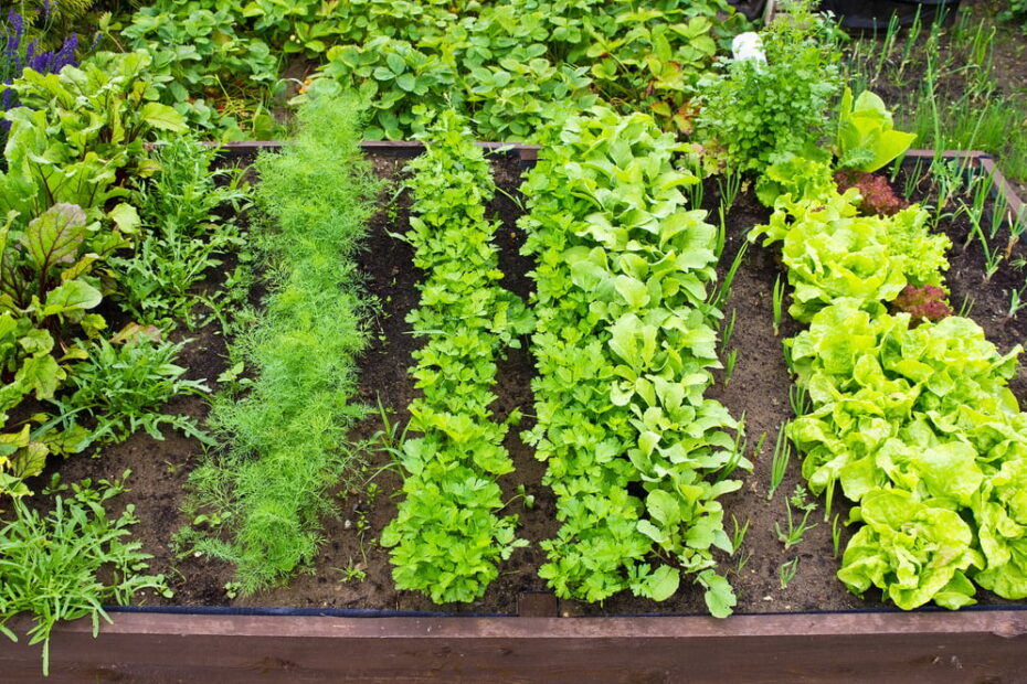 How Far Apart Should Incompatible Plants Be Planted