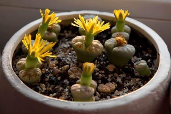 How Long Do Lithops Flowers Last