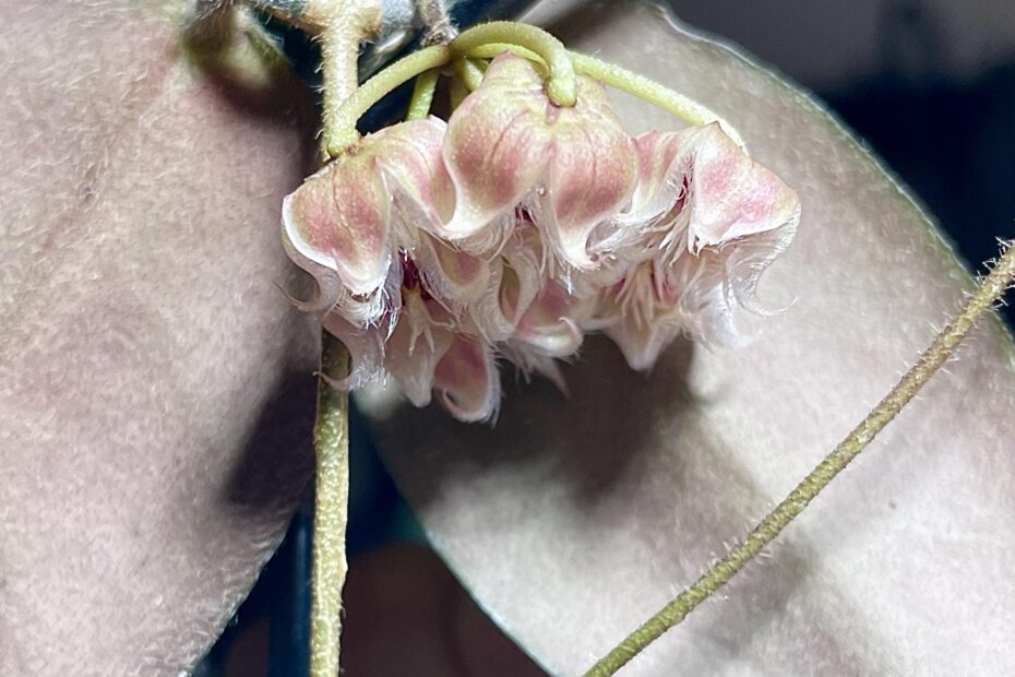 How Long Does Hoya Flower Last