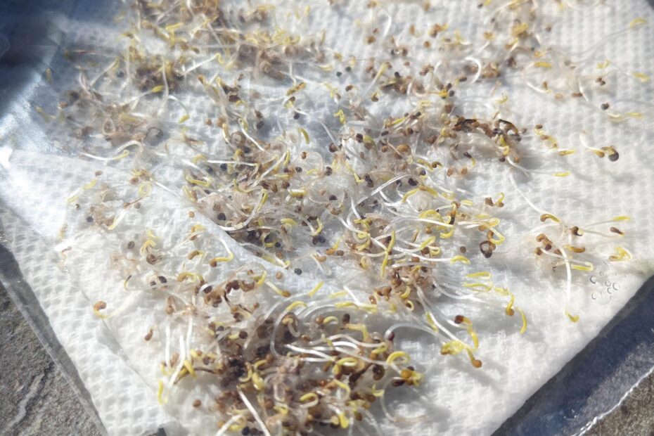 How to Cold Stratify Poppy Seeds