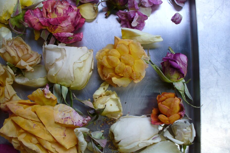 How to Freeze Dry Flowers