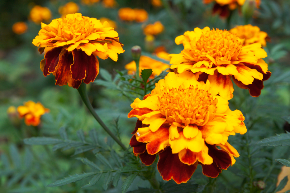 How to Get Rid of Fleas in House Plants