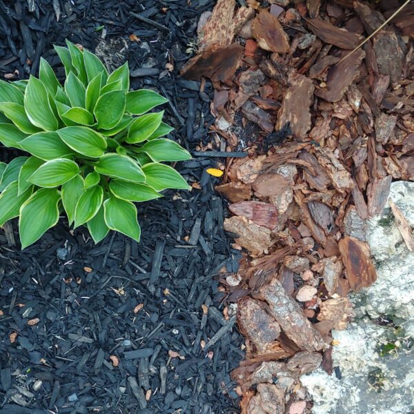 How to Get Rid of Tree Seedlings in Mulch
