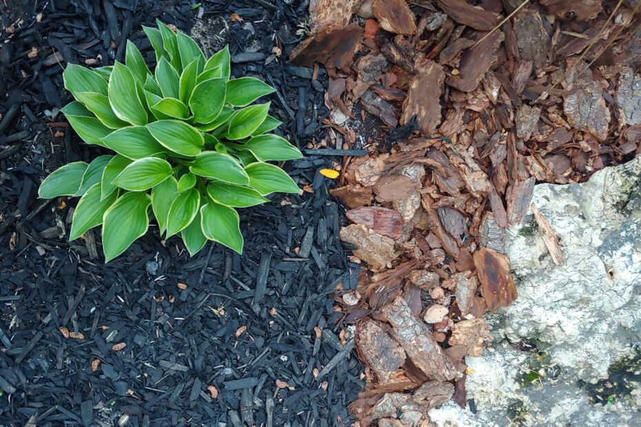 How to Get Rid of Tree Seedlings in Mulch