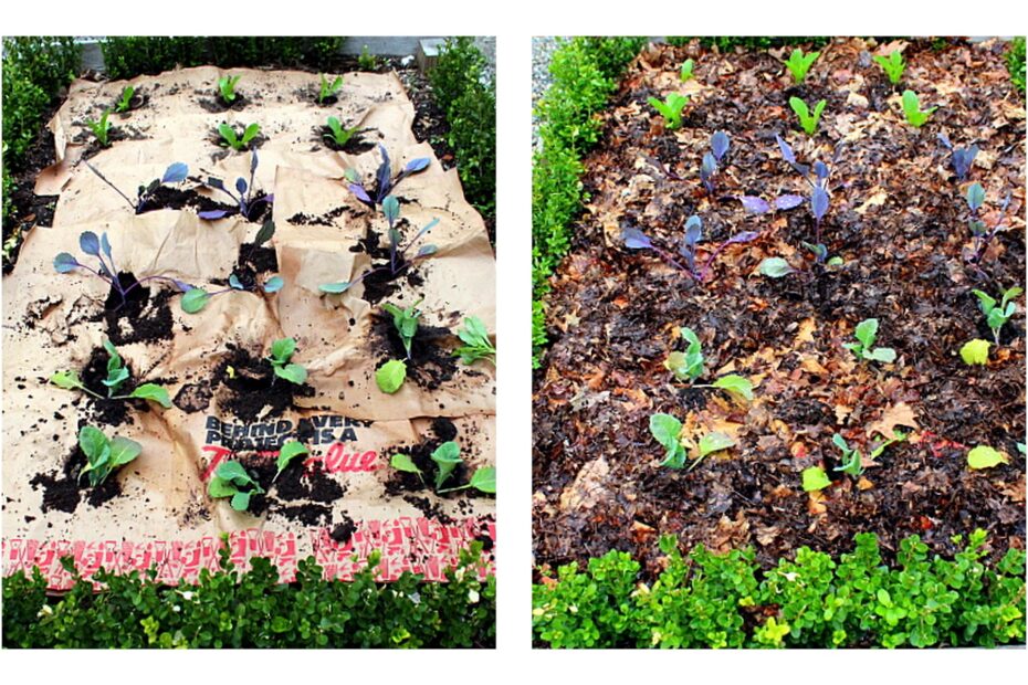 How to Get Rid of Tree Seedlings in Mulch