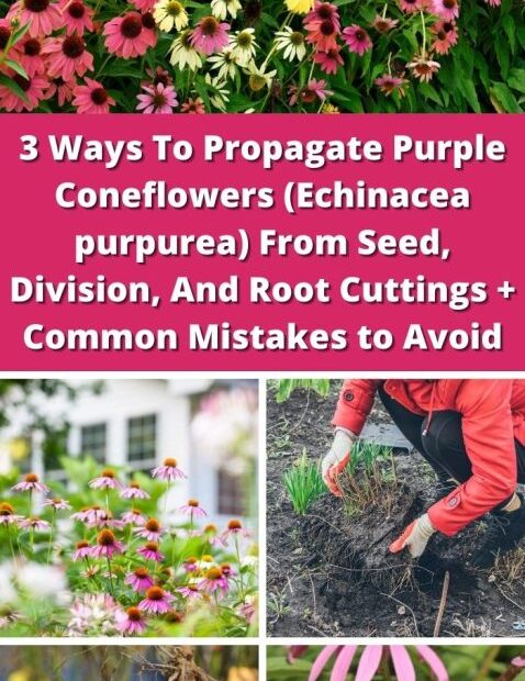 How to Propagate Coneflower