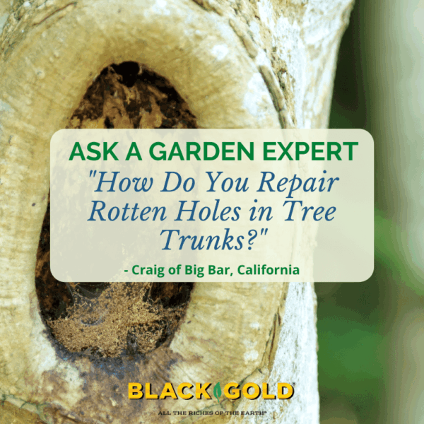 How to Repair a Rotten Hole in a Tree
