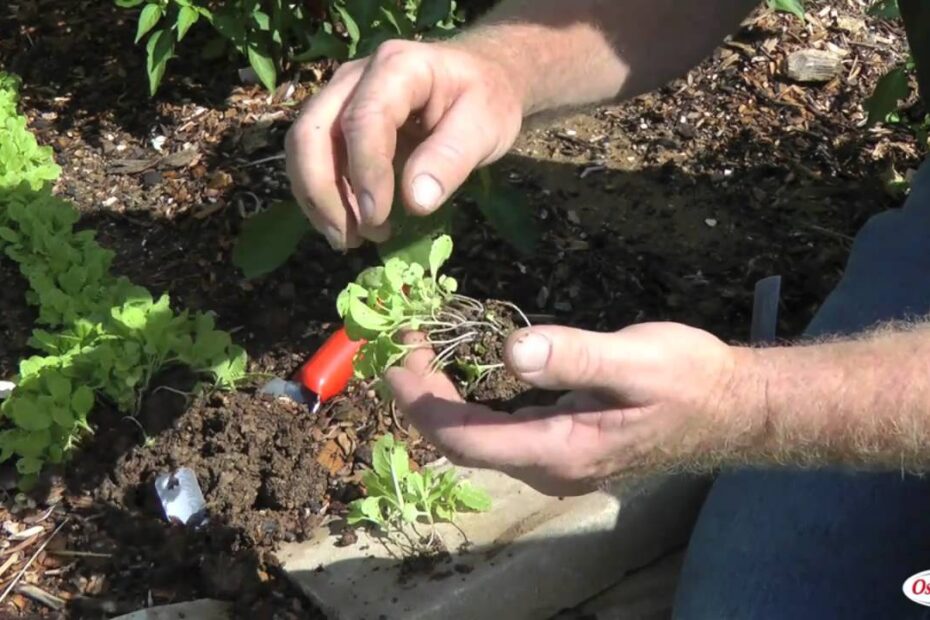 How to Transplant Cabbage