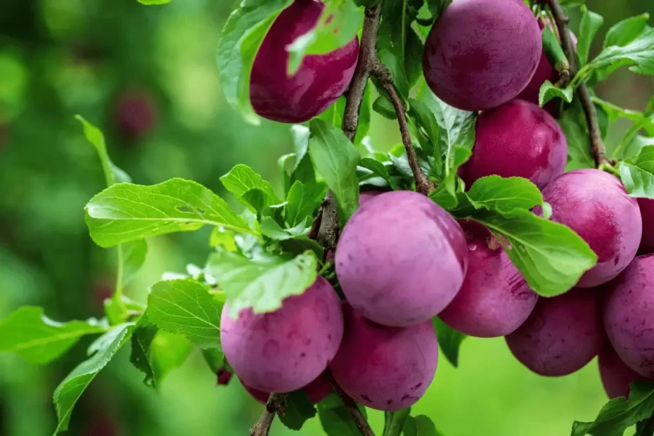 Is 16 16 16 Fertilizer Good for Fruit Trees