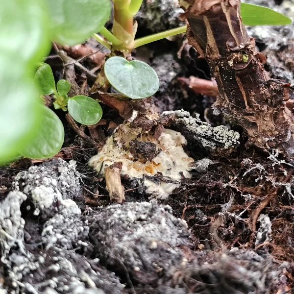 Is Artillery Fungus Harmful to Humans