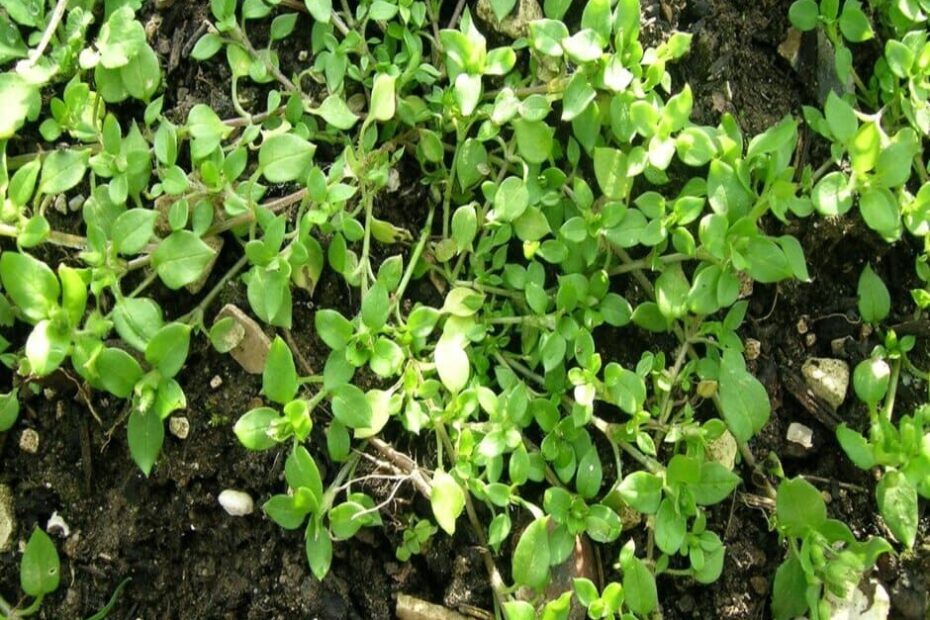 Is Chickweed Good for Chickens