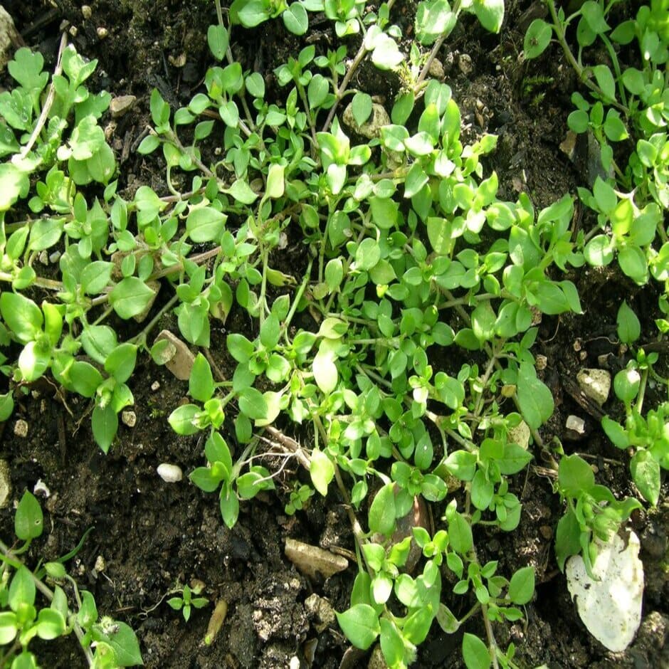 Is Chickweed Good for Chickens