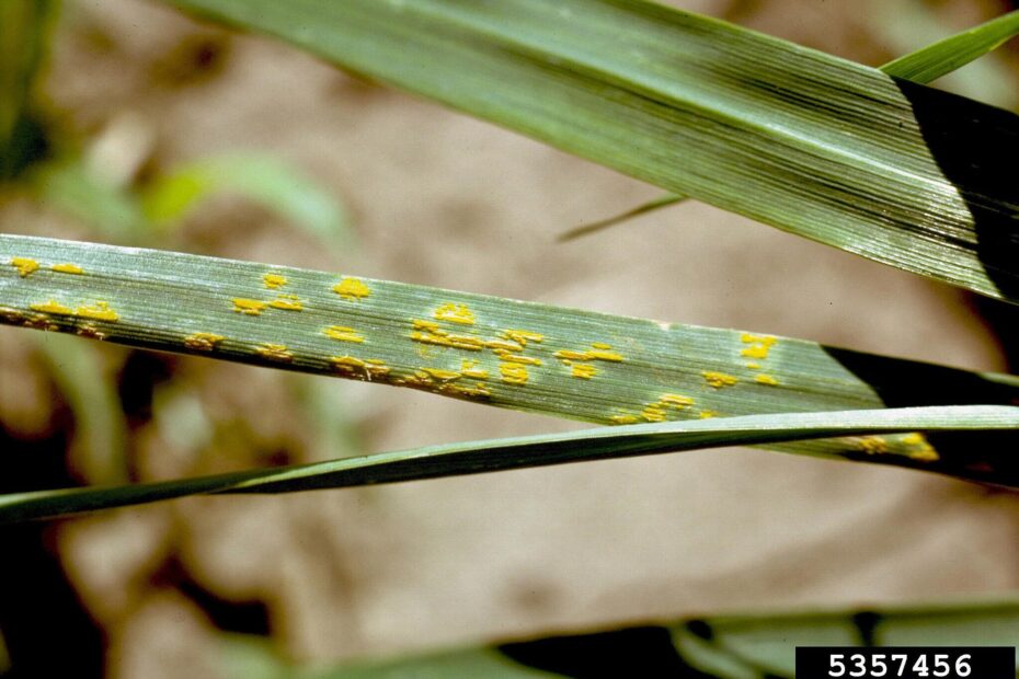 Is Lawn Rust Harmful to Dogs