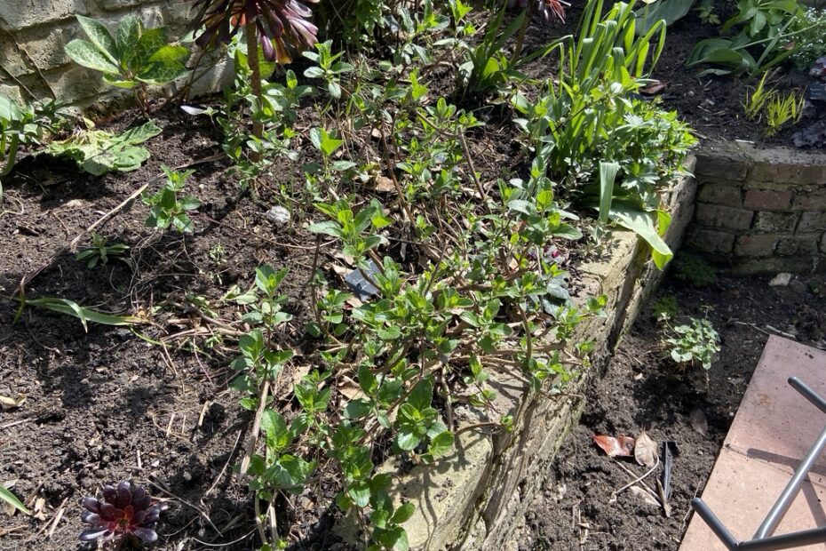 Is My Hot Lips Plant Dead