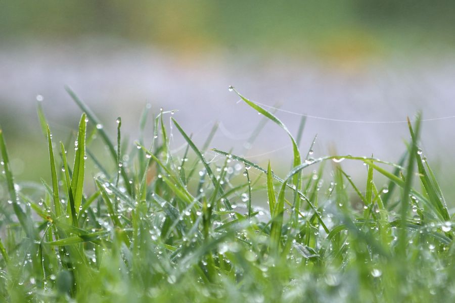 Lawn Sinks When Walking on it