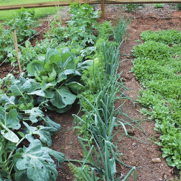 What to Companion Plant with Brussel Sprouts
