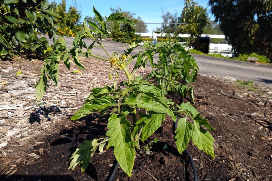 When is the Best Time to Plant Tomatoes in California