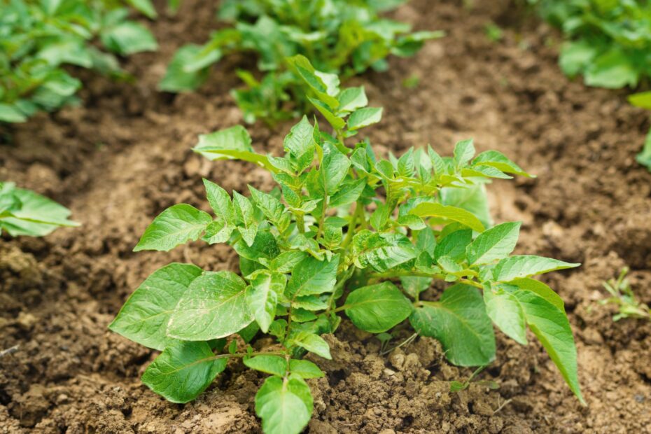 When to Fertilize Potatoes Plants